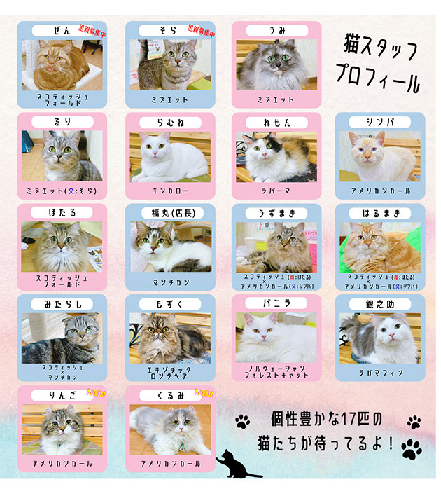 猫カフェ
